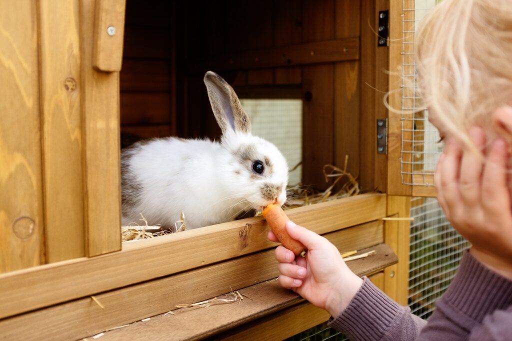 Kleines Mädchen füttert Kaninchen