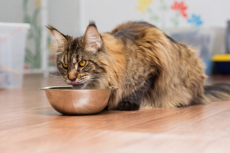 Maine Coon Ernährung