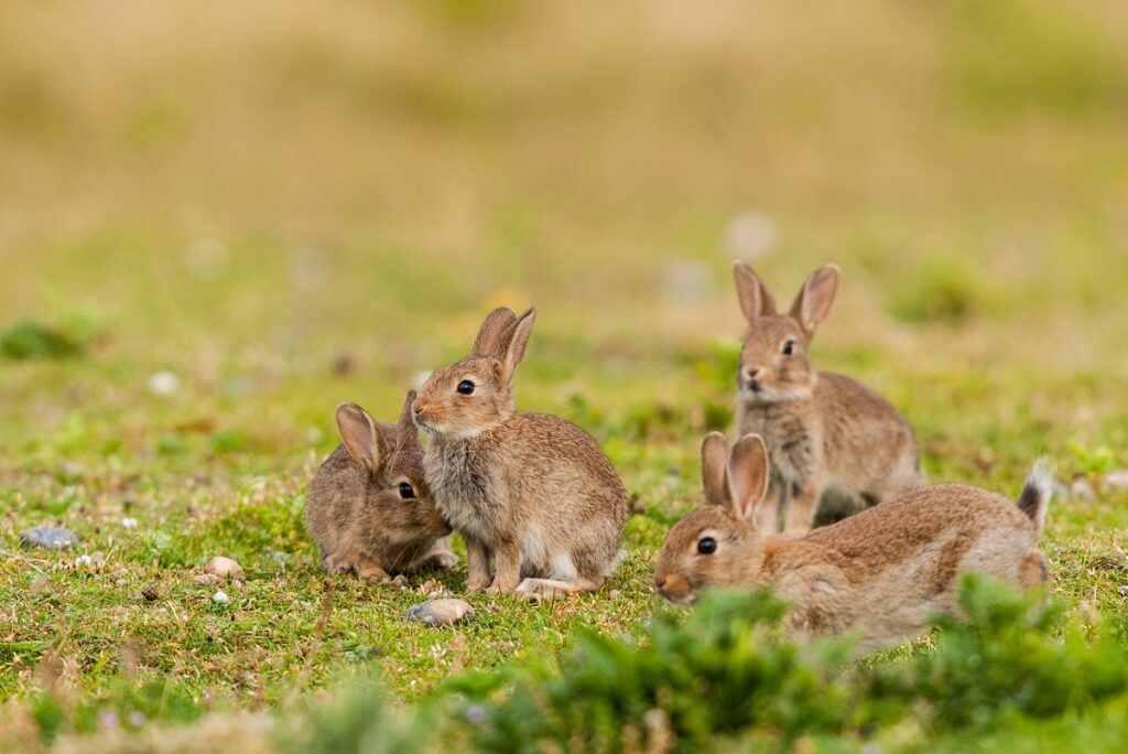 Wildkaninchen