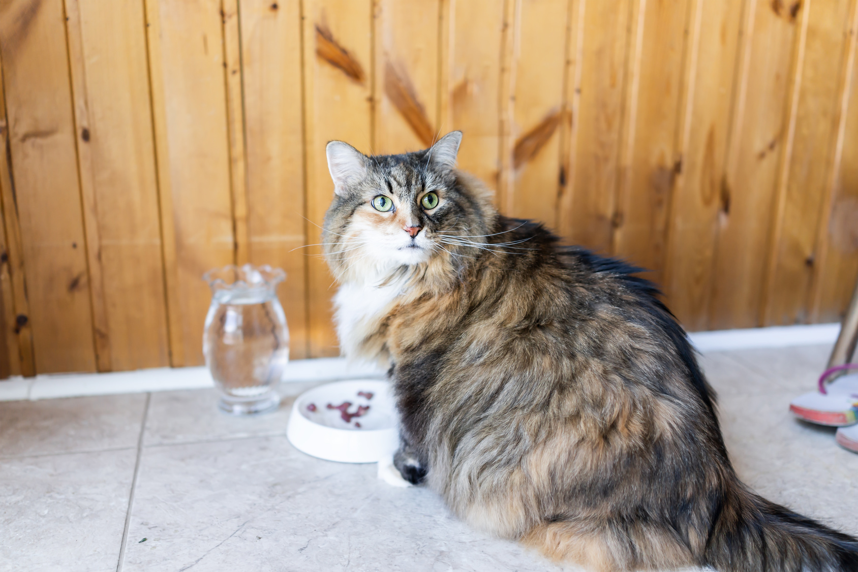 Wieviel Fressen Main Coon Katzen