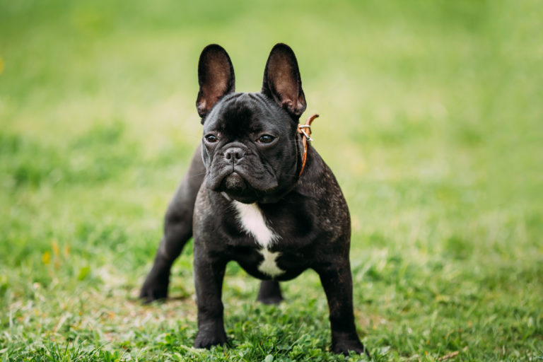 Bouledogue Francais Caracteristiques Histoire Sante Magazine Zooplus