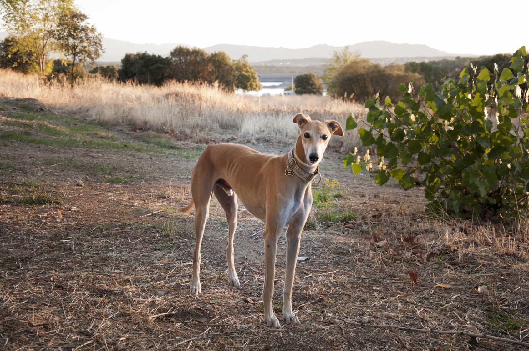 Galgo Español Charakter, Haltung & Pflege | Rassebeschreibung