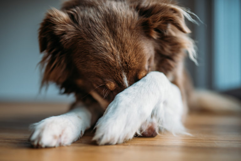 Ein Hund an Silvester hat Angst