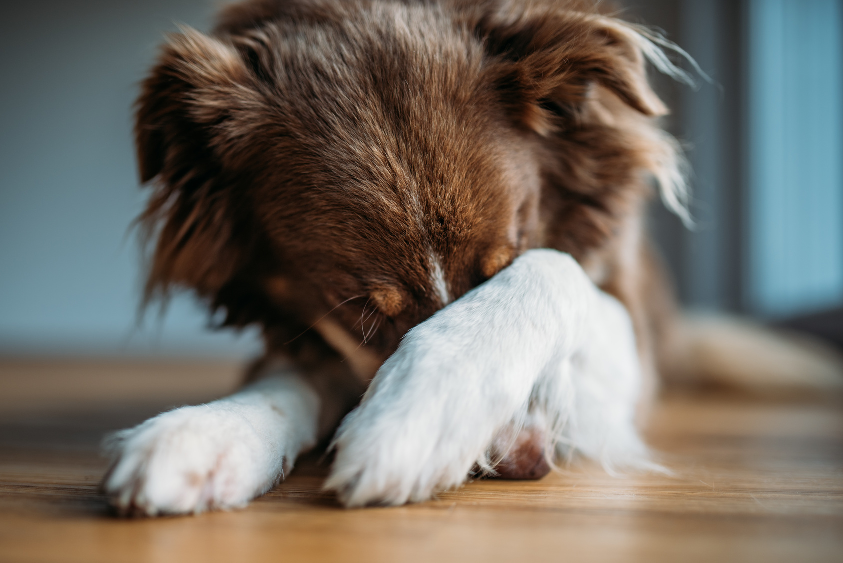 Hund Hat Angst Vor Menschen