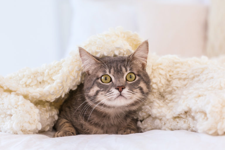 Katze an Silvester versteckt sich unter Decke