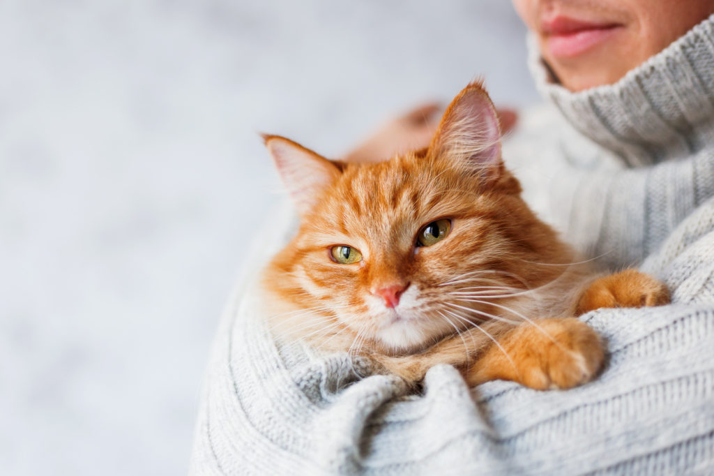 Katze im Arm Katze auf dem Arm einer Frau