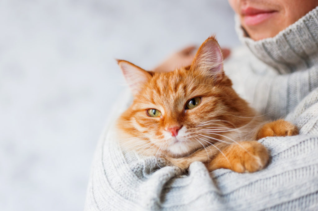 Katze auf dem Arm einer Frau