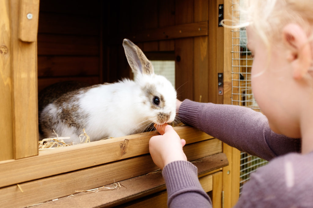 Haustier Hase Pflege