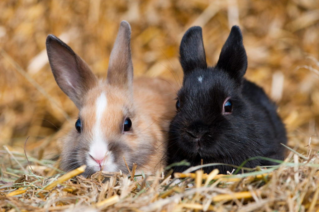 Zwei kleine Kaninchen