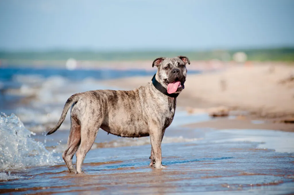 Ca de Bou am Strand