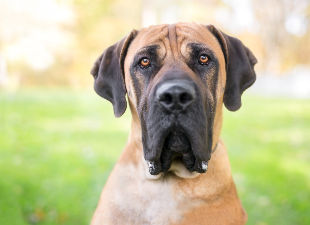 Boerboel Portrait