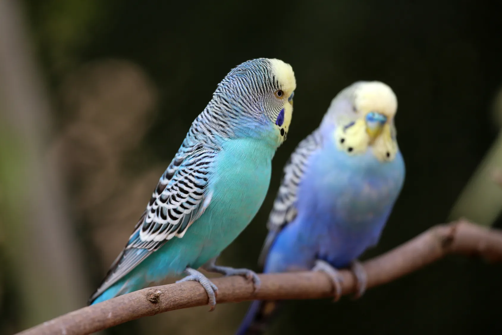 Wellensittich: Charakter, Haltung & Pflege | zooplus Magazin