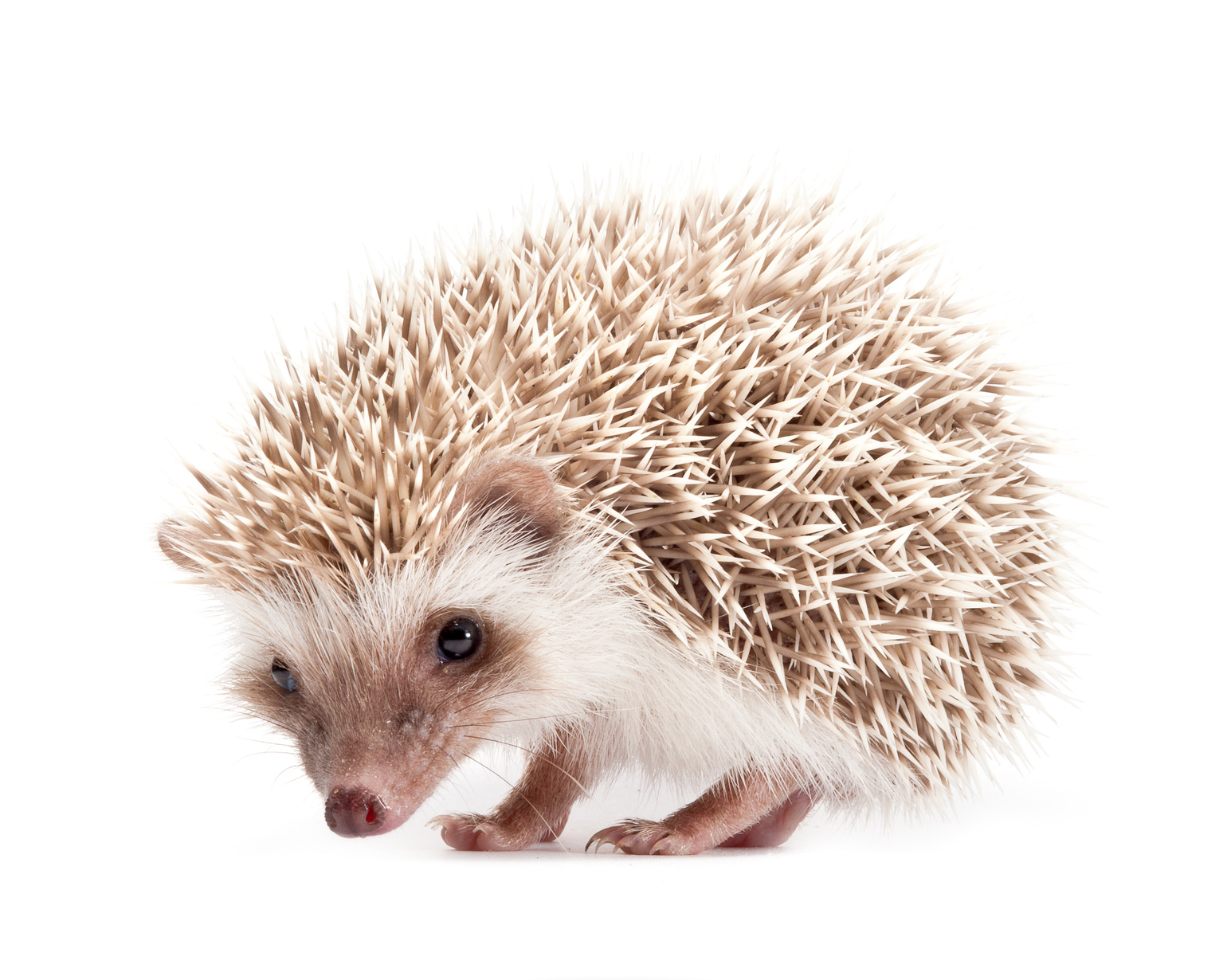 Afrikanische Igel Afrikanische Igel