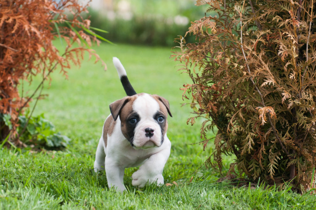 american bulldog welpe im garten