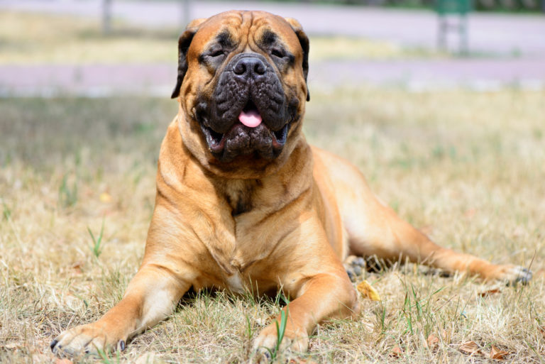 bandog bullmastiff