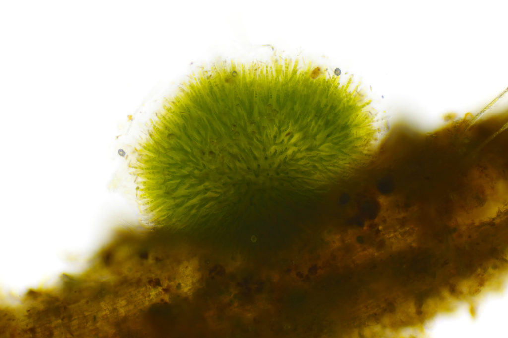 blaualgen cyanobakterien blaualgen cyanobakterien