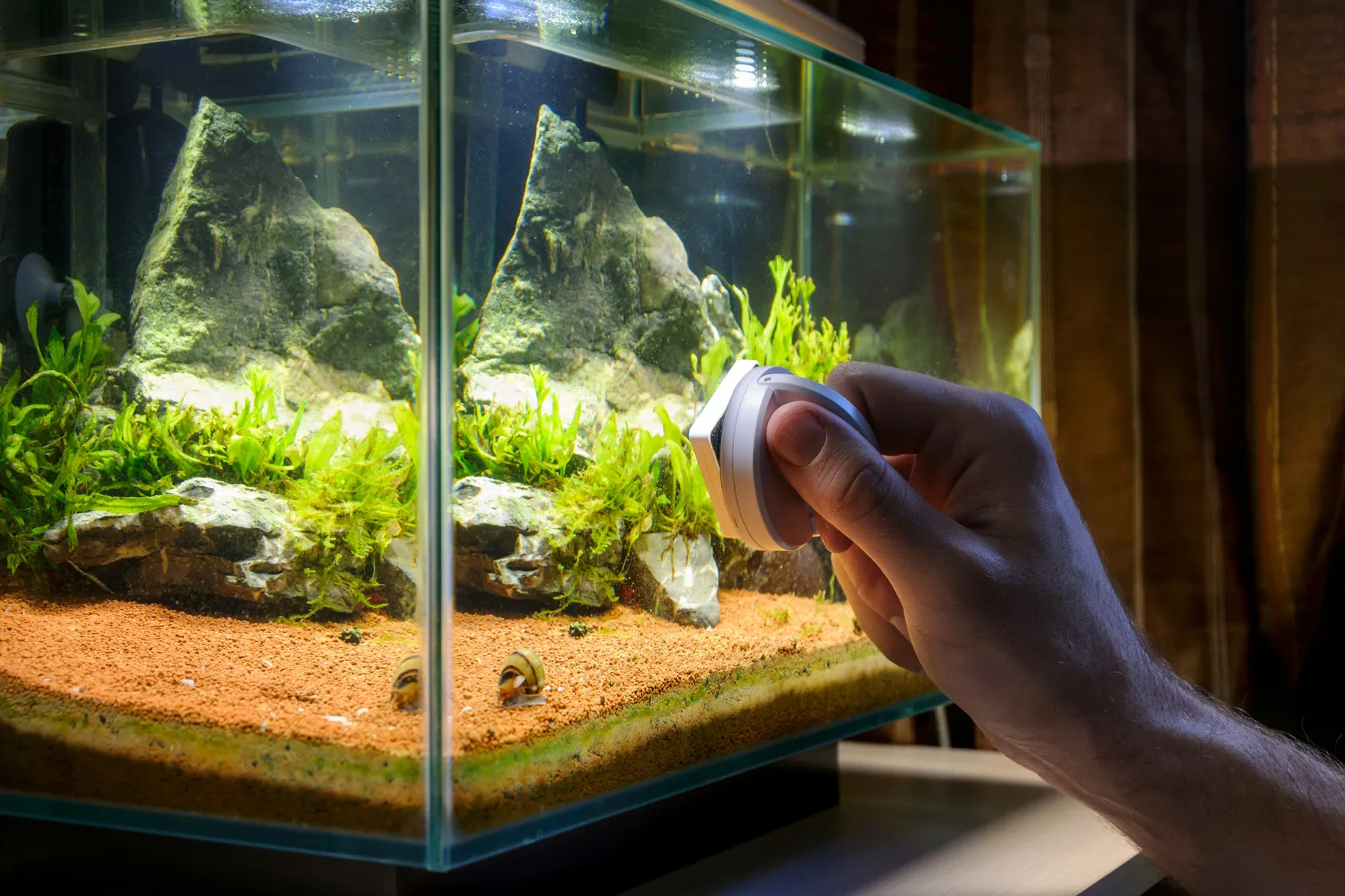 Blaualgen im Aquarium erkennen und bekmpfen: Was hilft wirklich?