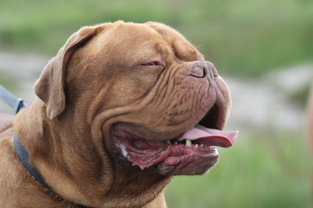 Eine braune Bordeauxdogge hechelt bordeauxdogge bandog