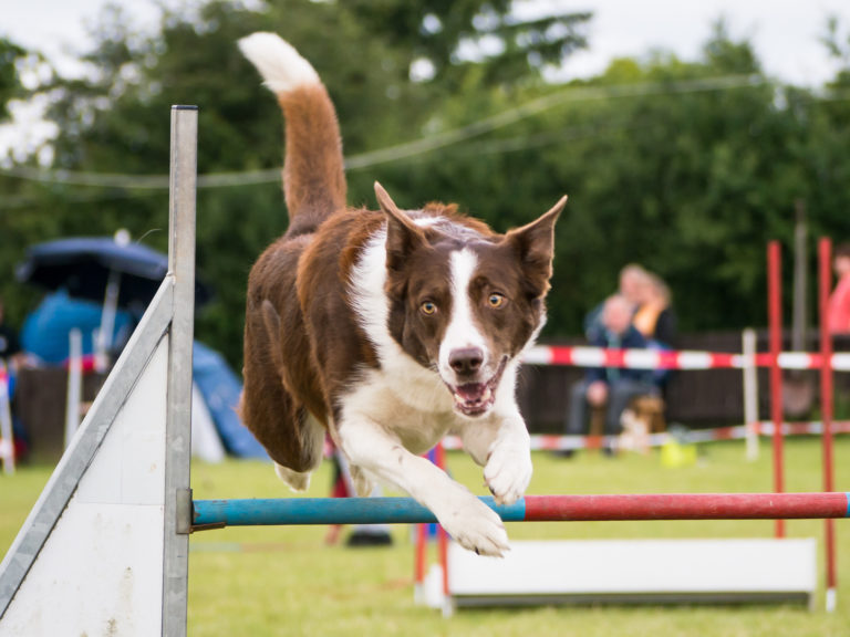 Hundesportarten im Überblick: Agility