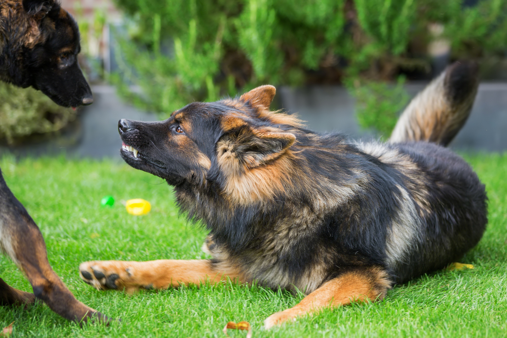 Dominanz bei Hunden So bekommen Sie Ihren „AlphaHund“ in den Griff