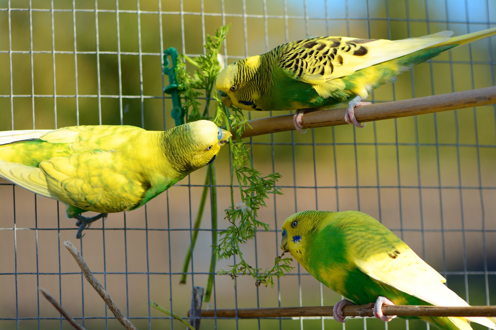 Wellensittich Charakter, Haltung & Pflege zooplus Magazin