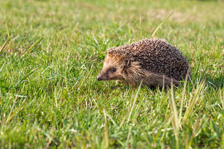 igel im garten