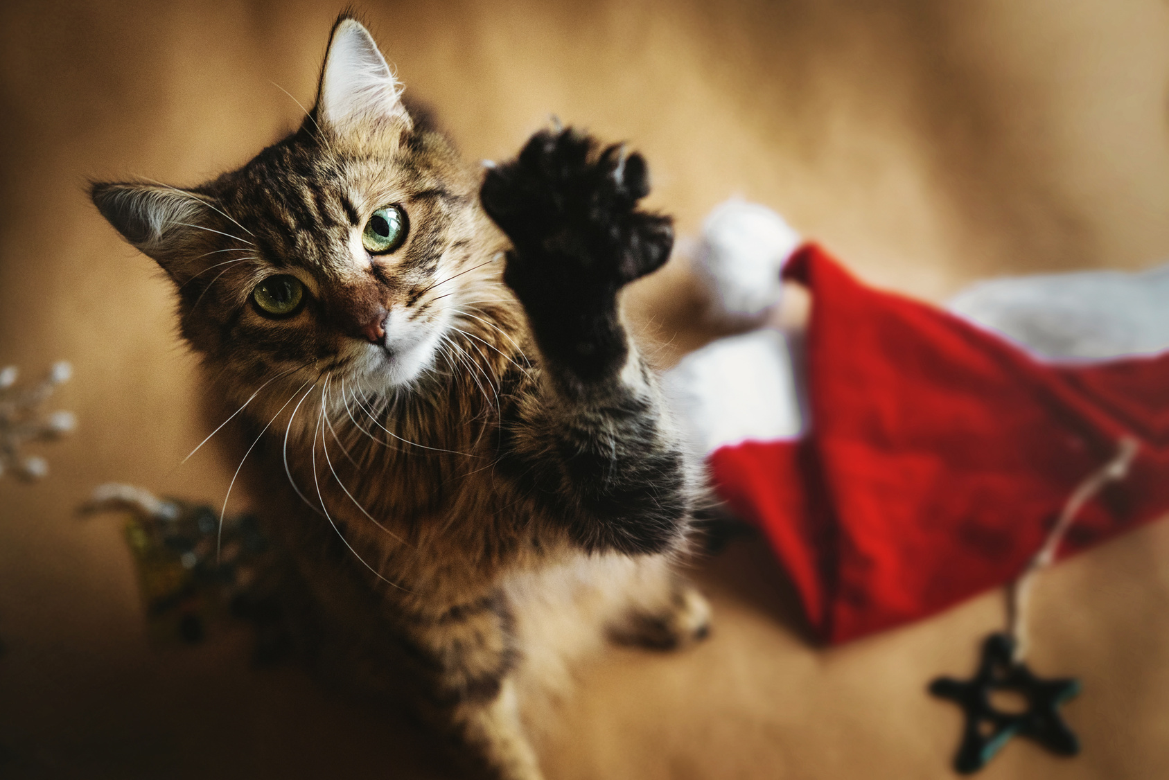 Weihnachten mit Katze: Tipps zum sicheren Feiern | zooplus