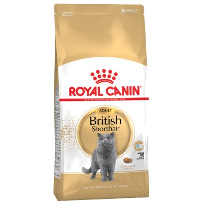 Britisch Kurzhaar Ernährung Welches Futter Ist Das Beste