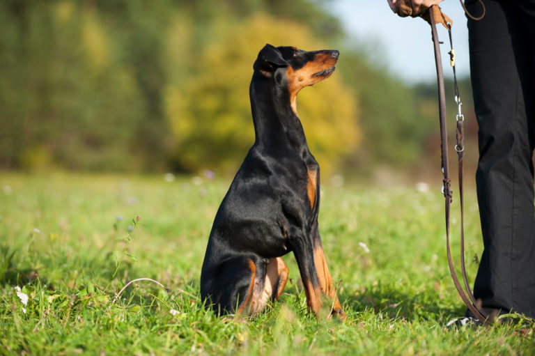 Hund dazu besteigen bringe ich wie zu meinen mich So trainierst