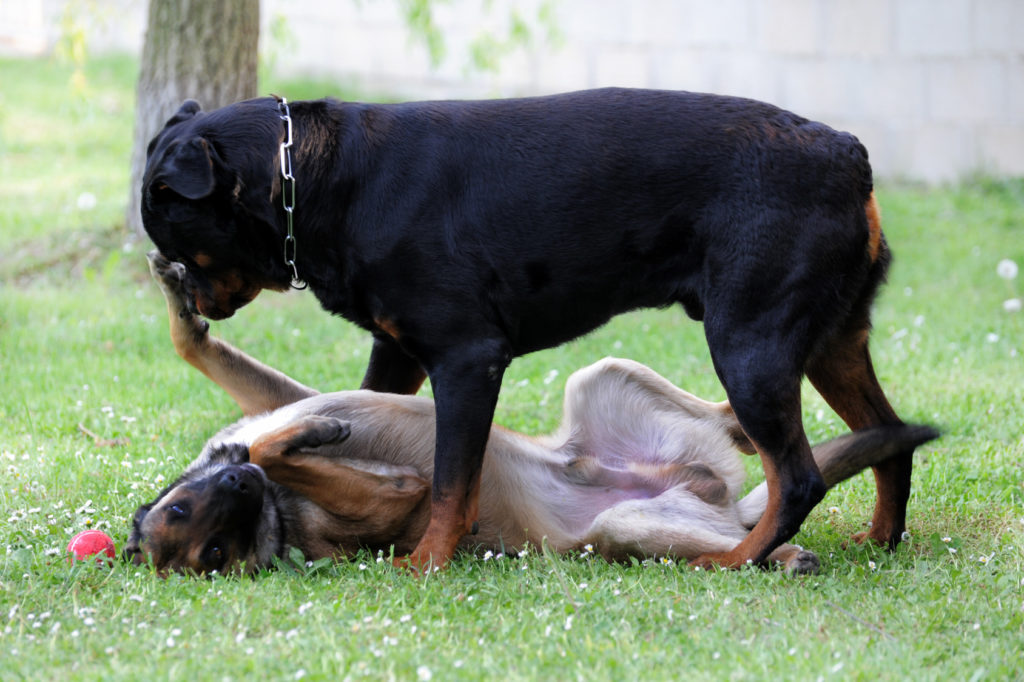 rottweiler mit malinois