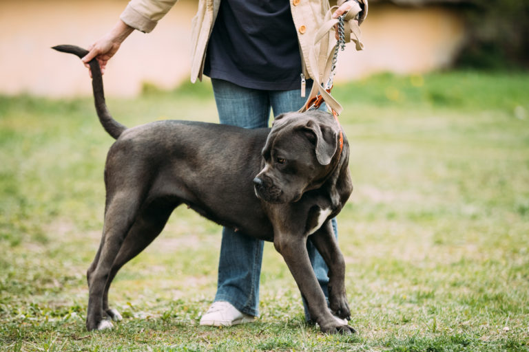 Adorable American Bulldog Breeds Types