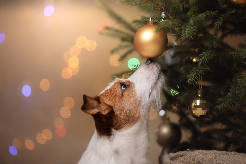 Weihnachten mit Hund Tipps zum sicheren Feiern