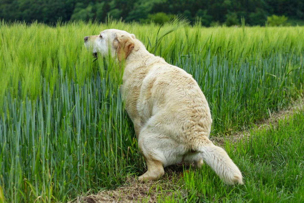 Hund presst auf Kot