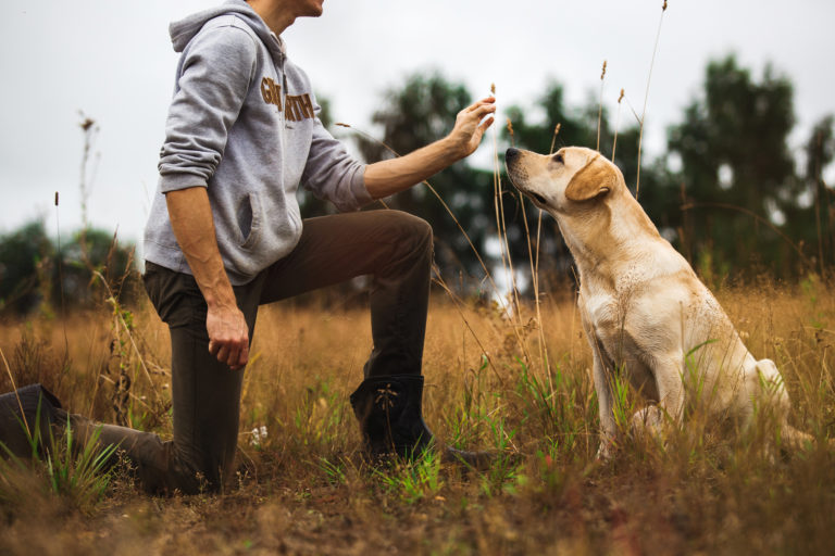 mann führt antijagdtraining bei Hund durch