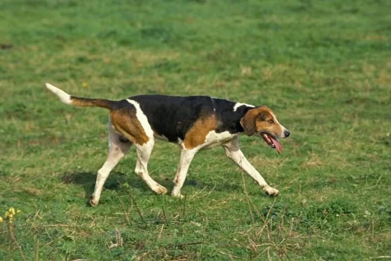 English Foxhound