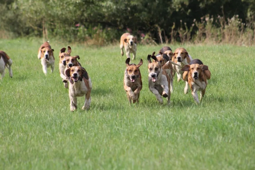 English Foxhound Meute