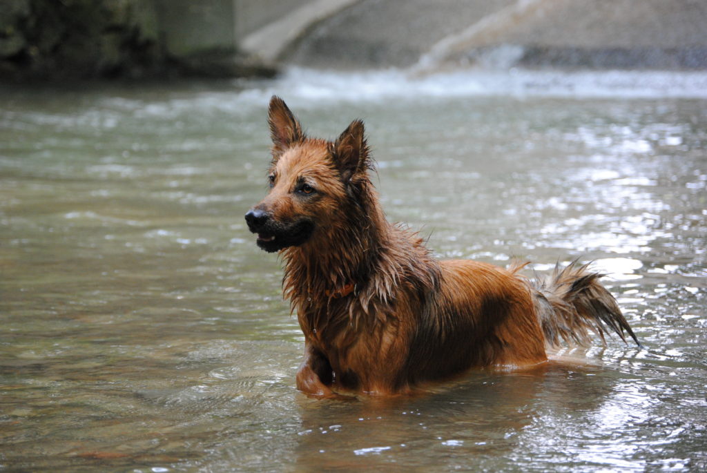 Harzer Fuchs: Anspruchsvoller Hütehund zooplus