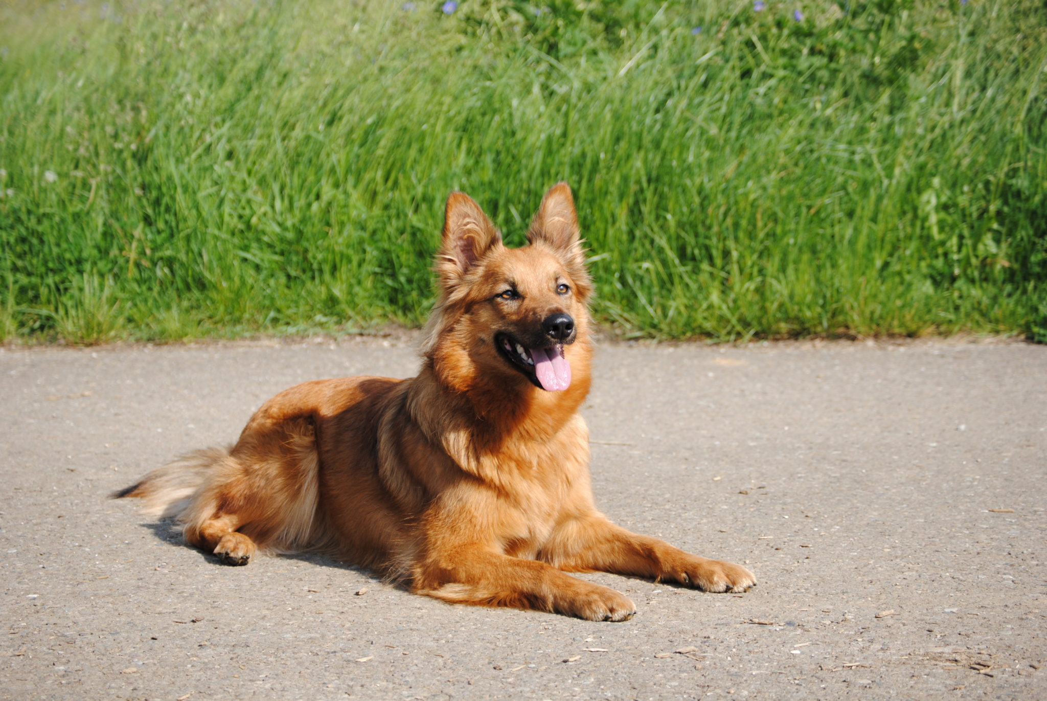 Harzer Fuchs: Anspruchsvoller Hütehund zooplus