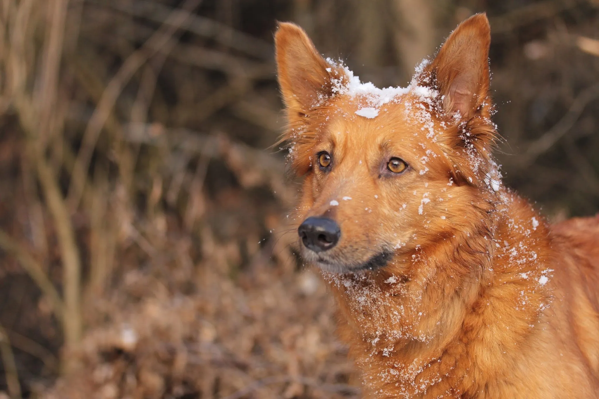 Harzer Fuchs mit Schnee