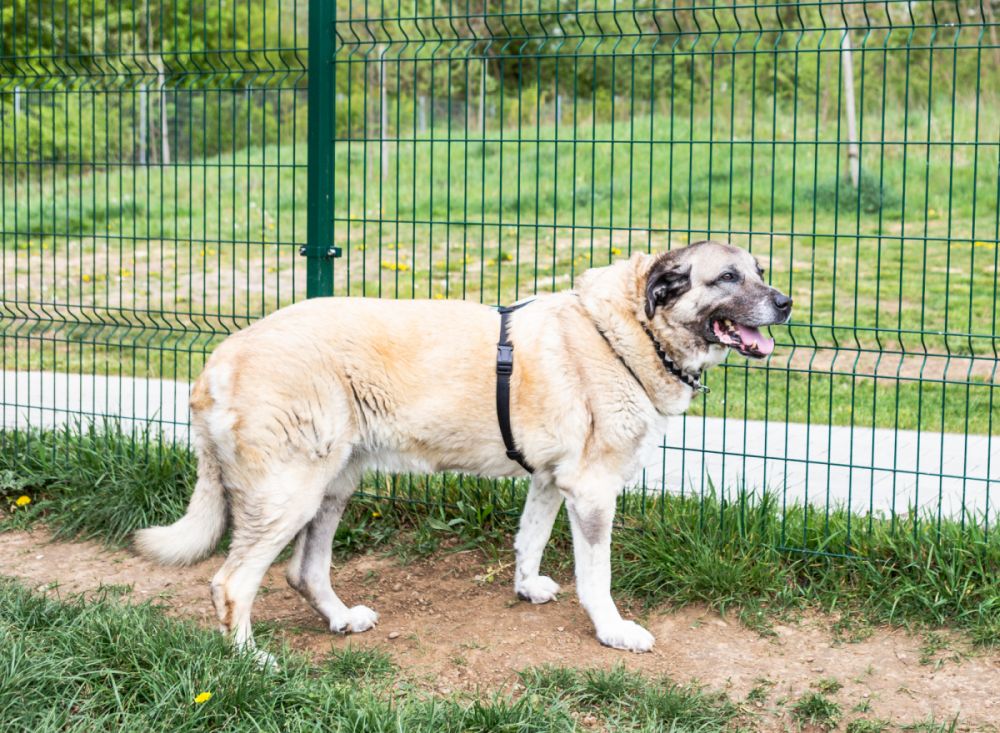 Kangal Haltung