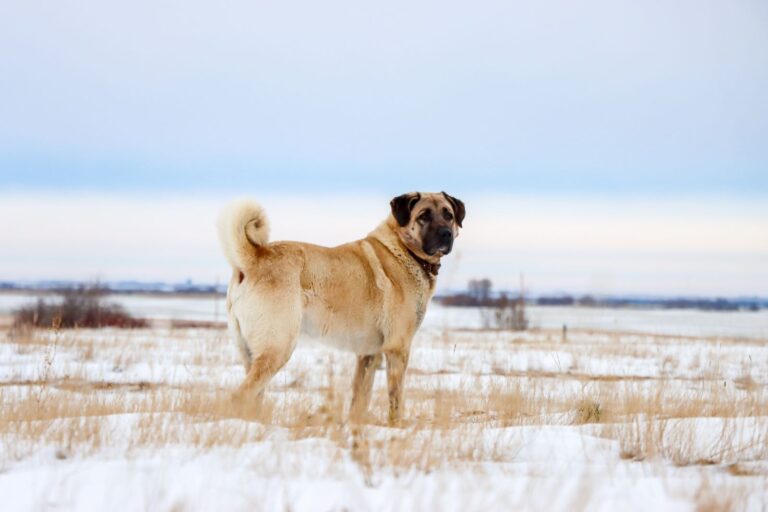 Kangal Hirtenhund im Schnee