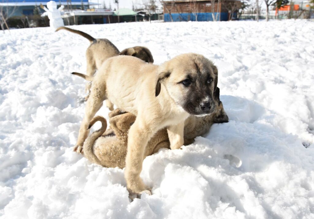 Kangal Welpen