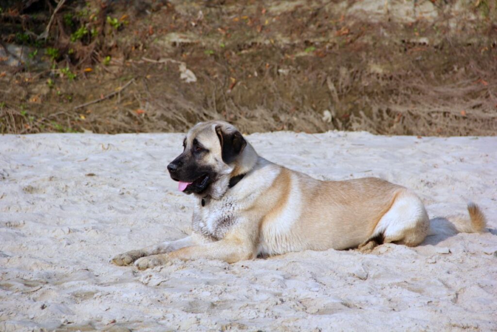 Kangal im Sand