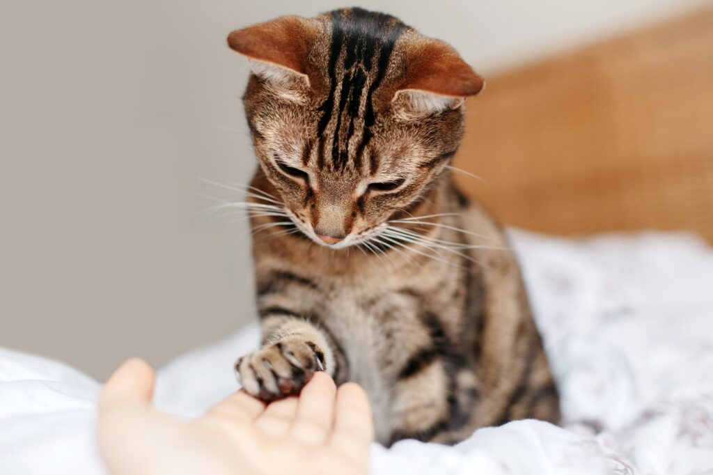 Katze gibt Pfote Katzentrick Pfötchen geben