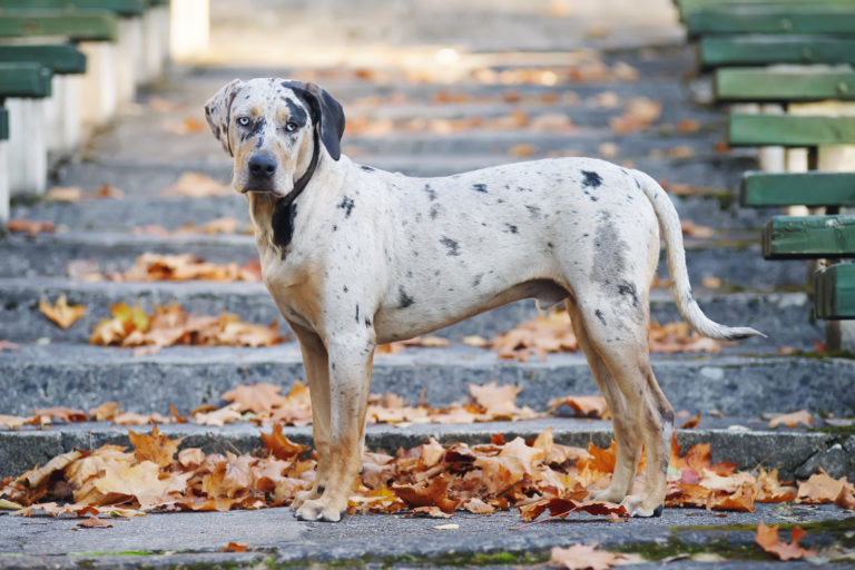 Louisiana Catahoula Leopard Dog