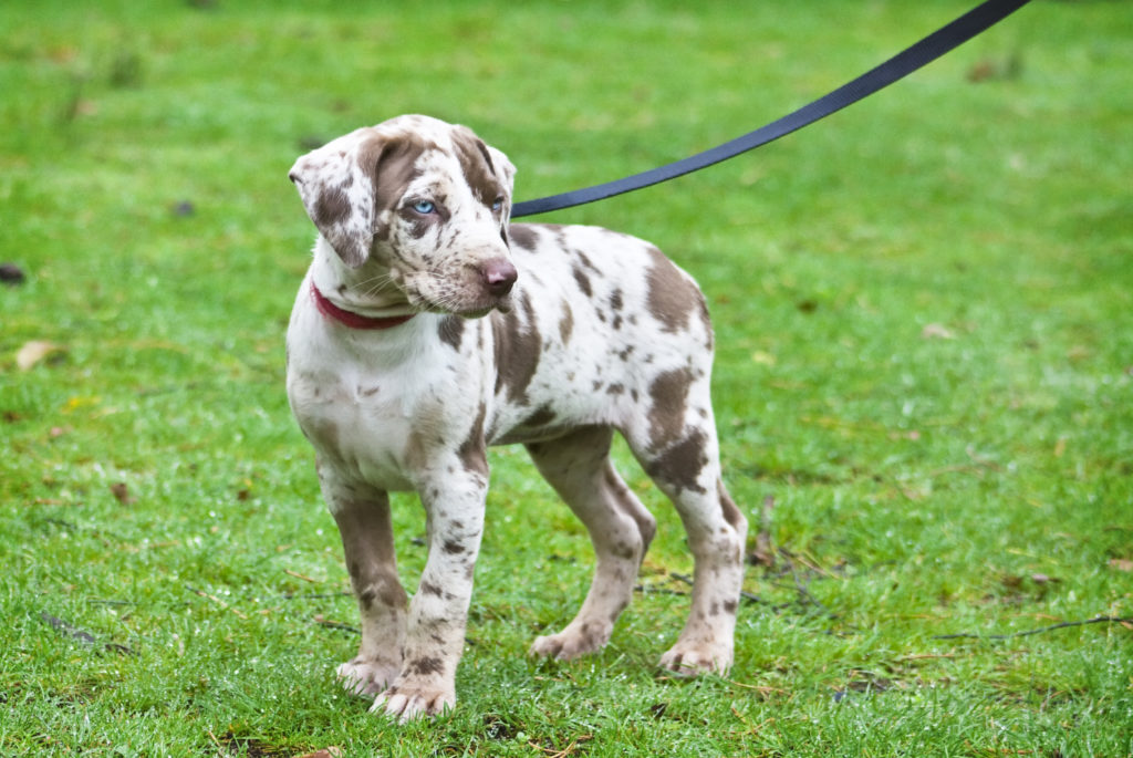 Louisiana Catahoula Leopard Dog Welpe