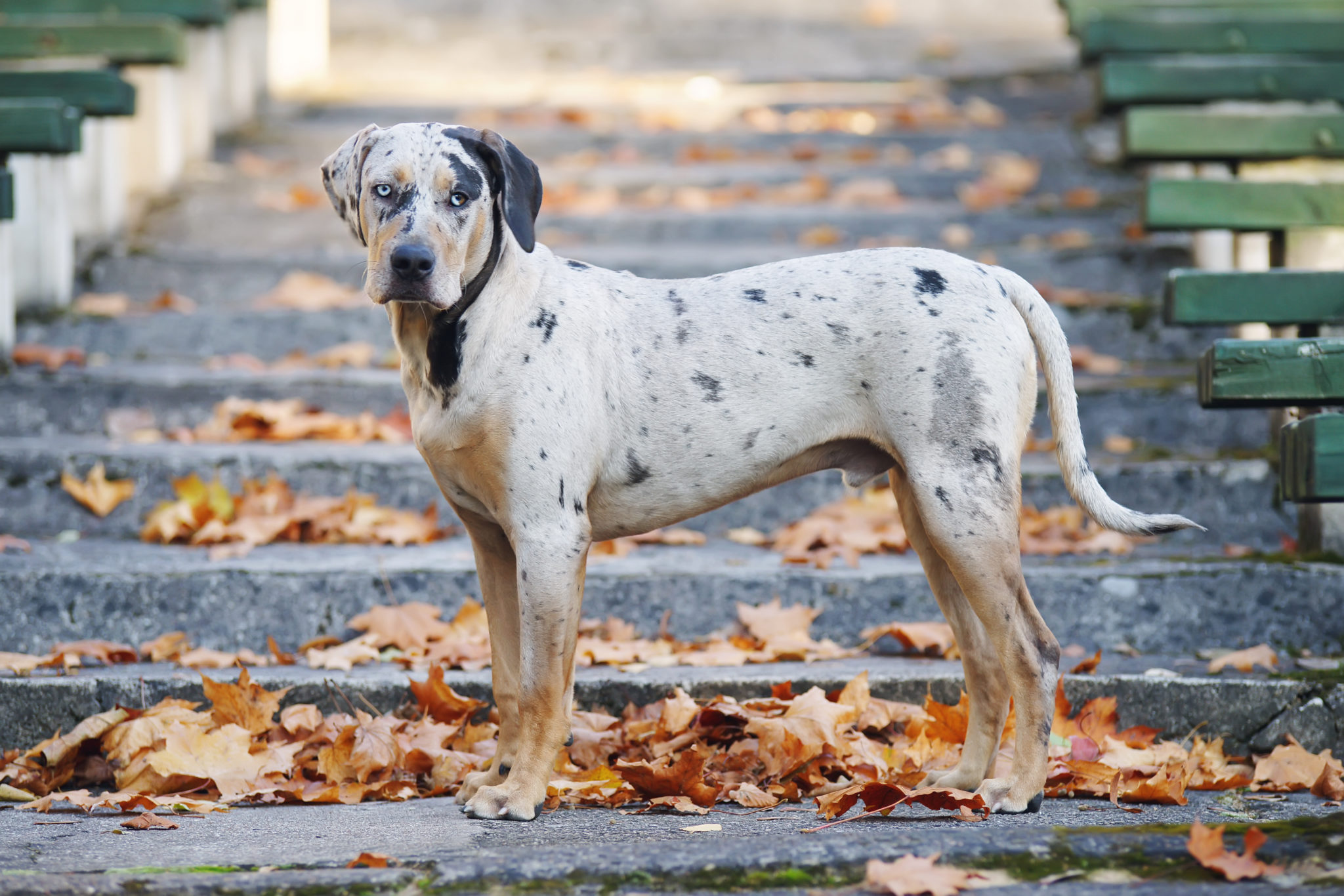 Louisiana Catahoula Dog Charakter, & Pflege | zooplus