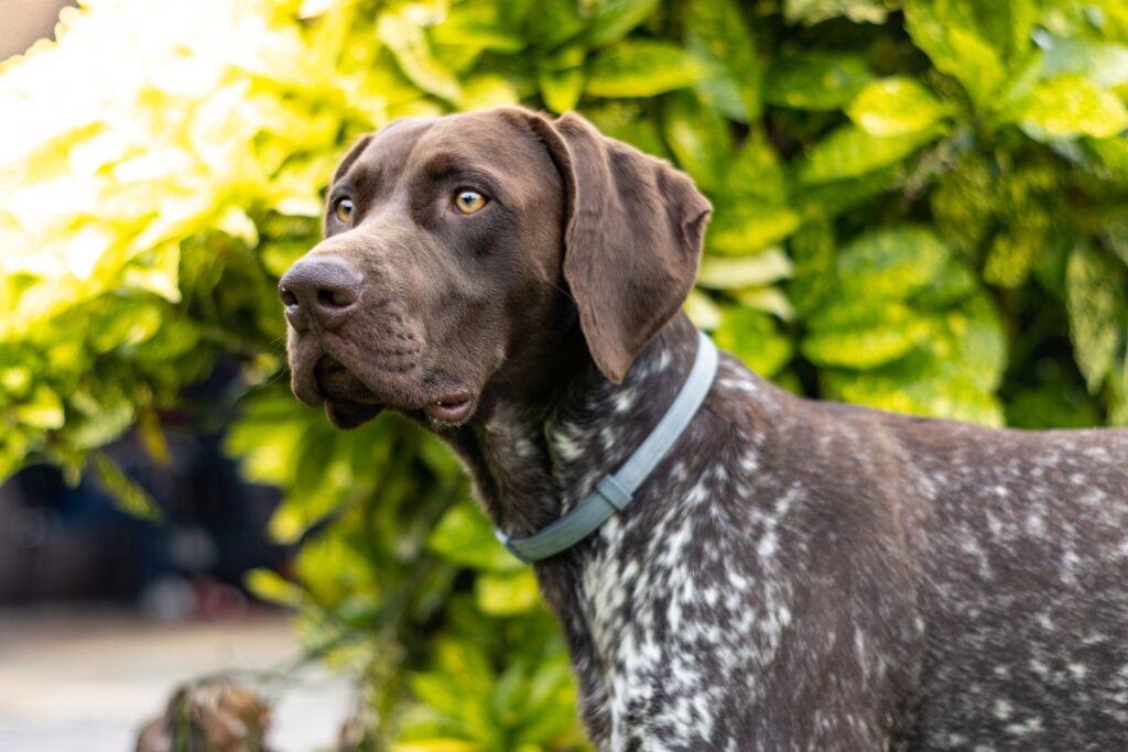 deutsch kurzhaar hund nahaufnahme