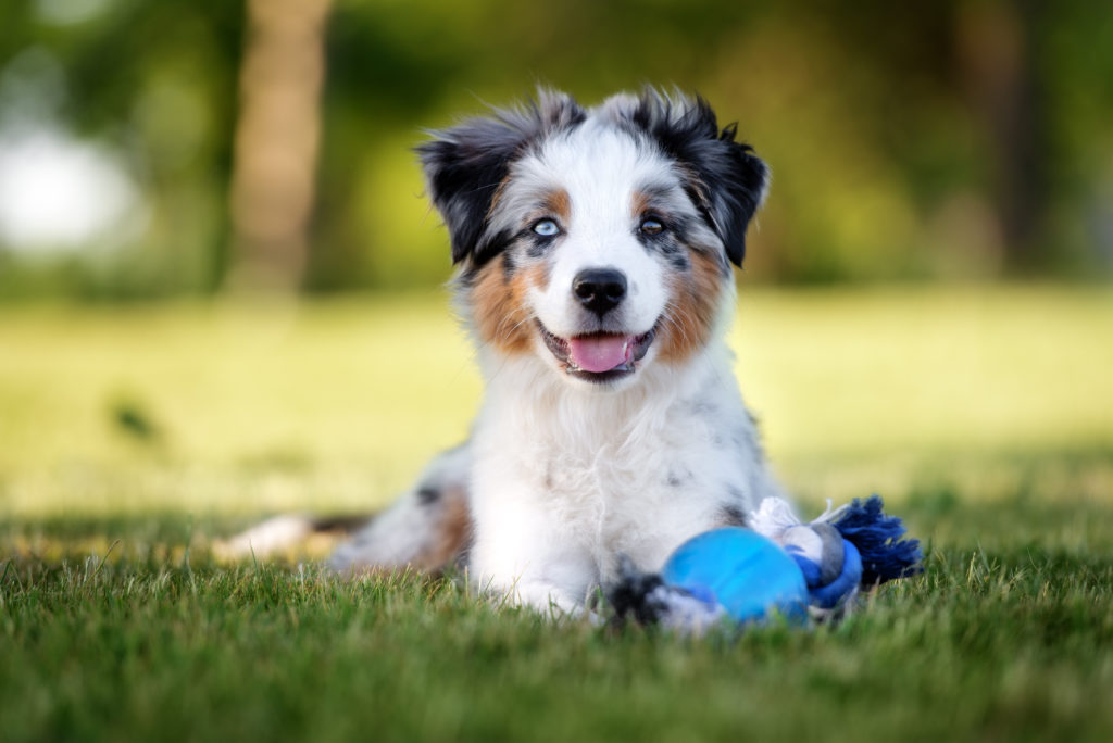 glücklich australian shepherd welpe spielt glücklich australian shepherd welpe spielt