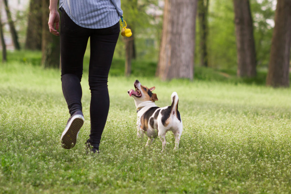 hund läuft neben besitzer im freien